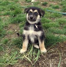 The alaskan husky is eager, energetic, and loyal to family. Alaskan Shepherd Hybrid Puppy For Sale In Spokane Washington Classified Americanlisted Com