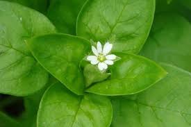 Image result for Stellaria