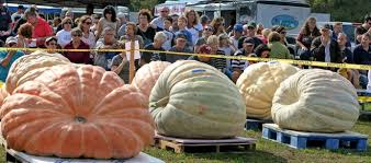 Image result for giant pumpkin
