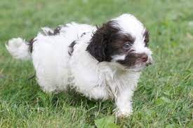 A schnese will have the boldness and outgoing traits of a schnauzer combined with the silky non shedding fur, friendliness, and exceptionally healthy traits of our havanese to produce a unique puppy. Puppyfinder Com Havanese Puppies Puppies For Sale Near Me In Minnesota Usa Page 1 Displays 10