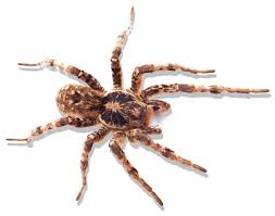 Po box 211241 chula vista, california. Best Exterminator Pest Control In San Diego Adios Pest Control