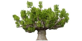 Image result for Sterculia africana