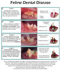 We did not find results for: Feline Dental Care