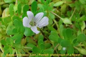 Image result for Bacopa monnieri