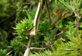 Image result for Diplazium cyamudongoense