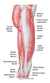 The fascial compartments of the leg are the four fascial compartments that separate and contain the muscles of the lower leg (from the knee to the ankle). Understand Hip Anatomy Muscles For Yoga Jason Crandell Yoga