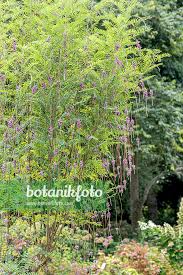 Image result for Indigofera lydenburgensis