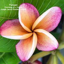 We change 45 blades each day and they prefer the jungle jack over any. Jungle Jack S Plumerias And Palms Photos Facebook