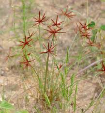 Image result for Cyperaceae