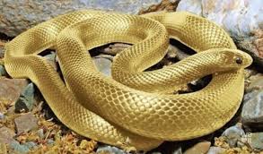 gold aes おしゃれまとめの人気アイデア pinterest needjiminiexj 美しいヘビ ヘビ お金 画像