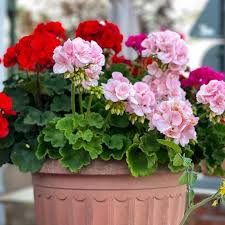 Image result for Pelargonium