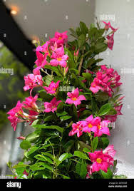 Image result for dipladenie amonea