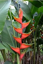 Pin On Heliconia Collection
