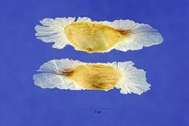 Image result for Tabebuia heterophylla