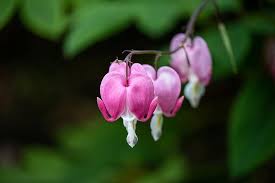 I only use plants with resistant pigment. Bleeding Heart Flower Ornamental Plant Plant Flora Pink Heart Shaped Bloom Blossom Garden Pikist