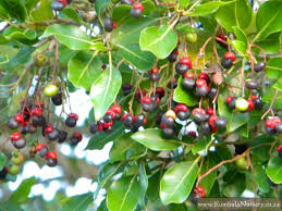 Image result for Apodytes