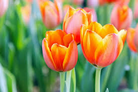 10 Flowers That Are Poisonous To Cats Great Pet Care