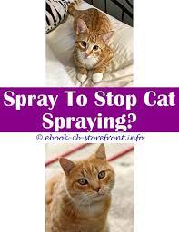 12 Enthralling Cat Stop Spraying Neutered Male Cat Spraying Cat Spray Cat Repellant