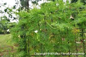 Image result for Ipomoea quamoclit