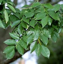 Image result for Thonningia