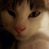 Kizimiza Sicak Bir Yuva Ariyoruz Kedi Kopek Yavru Kediler