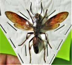 Pin On Exotic Insects