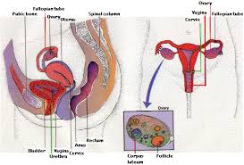 Image result for how to insert male organ into female organ