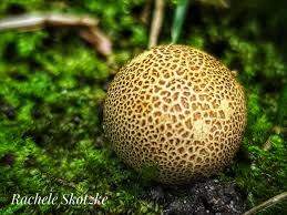 Image result for Scleroderma polyrhizon