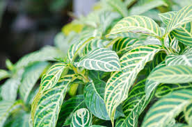 Image result for Sanchezia