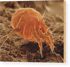 Image result for what do otodectes cynotis look like in dog fur