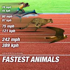 There has been a study conducted by southern methodist university1 on usain bolt's asymmetrical gait due to. World S Fastest Animals Easily Outrace Usain Bolt In 100 Meter Dash