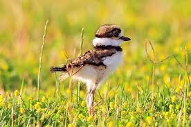 Australian Birds That Lay Eggs On The Ground Killdeer Attracting Birds Birds And Blooms In 2020 Killdeer Backyard Birds Bird Species