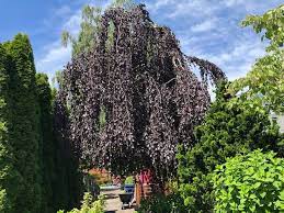 The beech tree is fairly low maintenance and only requires light pruning. How To Prune Weeping Plants Sunnyside Nursery