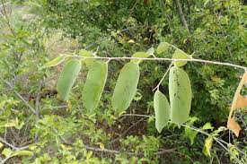 Image result for Grewia mollis