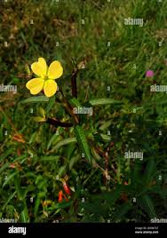 Image result for Ludwigia octovalvis
