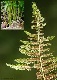 Non flowering plants reproduce by. Lady Fern Spores Maturing Naturally Curious With Mary Holland