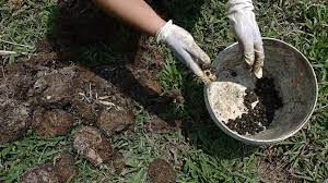 Thailand S Black Ivory Brew Is A Coffee With A Conscience The National