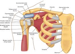 As the name implies, the rotator cuff functions to allow you to rotate your shoulder and lift your arm. Patient Education Rotator Cuff Tendinitis And Tear Beyond The Basics Uptodate