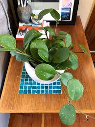 Don't fertilize the plant in the resting phase, i.e. Went To The Nursery To Get Fertilizer And Found A Hoya Obovata I Thought For Sure I D Have To Find This One Online Hoyas