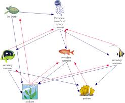 (i made this for my biology honors class, in order to comply with the requirements of the sea turtle myp project. Food Chain Green Sea Turtle Food Web