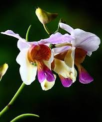 Not all flowers bloom in spring. 8 Assamese Flowers Ideas Flowers Plants Flowering Trees