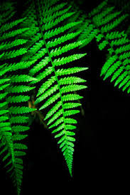 Image result for Woodsiaceae