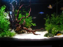 Same Brazilian Roots On White Silica Sand Setup Acuario De Casa Diseno De Acuario Acuarios