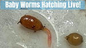 On the one hand, red worms have both male and female characteristics. Baby Worms Hatching Live Red Wiggler Babies Youtube