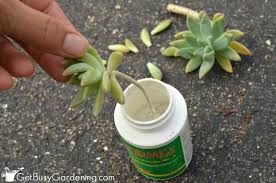 How To Propagate Succulents From Cuttings Replanting Succulents Propagating Succulents Succulent Cuttings