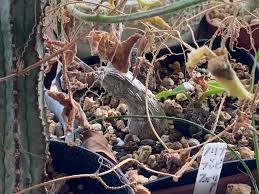 Image result for Corallocarpus triangularis