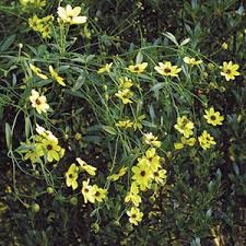 He is also creating natural plantings and in. Roy Diblik Finegardening