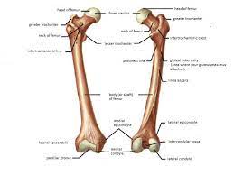There is a printable worksheet available for download here so you can take the quiz with pen and paper. Anatomy Of Femur Bone Long Bone Femur Label Femur These Bones Of Mine Anatomy Human Body Joints Anatomy Anatomy Bones Hip Joint Anatomy