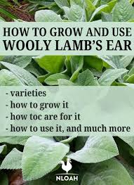 How To Grow Use Wooly Lamb S Ear New Life On A Homestead