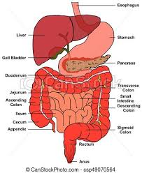 Digestive System Of Human Body Anatomy Diagram